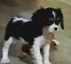 Cavalier King Charles Spaniel Puppies for sale in Commerce, TX 75428, USA. price: $2,200