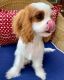 Cavalier King Charles Spaniel Puppies for sale in Los Angeles, CA, USA. price: $500
