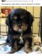 Cavalier King Charles Spaniel Puppies for sale in Grove, OK 74344, USA. price: $2,000