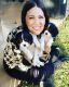 Cavalier King Charles Spaniel Puppies for sale in Rockwall, TX, USA. price: $2,000