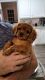 Cavalier King Charles Spaniel Puppies for sale in Cumming, GA, USA. price: $2,200