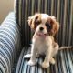Cavalier King Charles Spaniel Puppies for sale in Los Angeles, CA, USA. price: $570