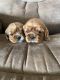 Cavalier King Charles Spaniel Puppies for sale in Mt Pleasant, IA 52641, USA. price: $2,100