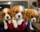 Cavalier King Charles Spaniel Puppies for sale in Waynesville, MO 65583, USA. price: NA