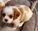 Cavalier King Charles Spaniel Puppies for sale in Blair, OK 73526, USA. price: $1,800