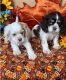 Cavalier King Charles Spaniel Puppies for sale in DODGERTOWN, CA 90090, USA. price: $800