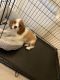 Cavalier King Charles Spaniel Puppies for sale in New Berlin, WI, USA. price: NA