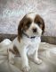 Cavalier King Charles Spaniel Puppies for sale in Seneca Falls, NY 13148, USA. price: $1,500