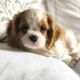 Cavalier King Charles Spaniel Puppies for sale in Alexandria, VA, USA. price: NA