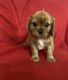 Cavalier King Charles Spaniel Puppies for sale in Greensburg, KY 42743, USA. price: NA