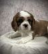 Cavalier King Charles Spaniel Puppies for sale in Seneca Falls, NY 13148, USA. price: $650