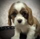 Cavalier King Charles Spaniel Puppies for sale in Seneca Falls, NY 13148, USA. price: $750