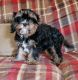 Cavalier King Charles Spaniel Puppies for sale in Chiefland, FL 32626, USA. price: $1,200