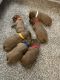 Cavalier King Charles Spaniel Puppies for sale in Mt Pleasant, IA 52641, USA. price: $2,300