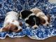 Cavalier King Charles Spaniel Puppies for sale in Ava, IL 62907, USA. price: $1,500