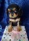 Cavalier King Charles Spaniel Puppies for sale in Delta, CO 81416, USA. price: $1,600