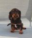 Cavalier King Charles Spaniel Puppies for sale in Cabot, AR, USA. price: $2,300