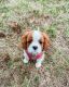 Cavalier King Charles Spaniel Puppies for sale in Atlanta, GA, USA. price: $600