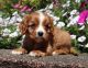 Cavalier King Charles Spaniel Puppies for sale in Los Angeles, CA 90014, USA. price: $1,500