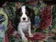 Cavalier King Charles Spaniel Puppies for sale in Sacramento, CA, USA. price: $1,300