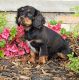 Cavalier King Charles Spaniel Puppies for sale in Cabot, AR, USA. price: $1,800