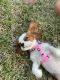 Cavalier King Charles Spaniel Puppies for sale in Pembroke Pines, FL, USA. price: $3,900