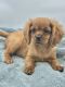 Cavalier King Charles Spaniel Puppies for sale in Sevier County, TN, USA. price: $1,500