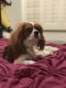 Cavalier King Charles Spaniel Puppies for sale in Scottsdale, AZ, USA. price: $1,000