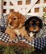 Cavalier King Charles Spaniel Puppies for sale in Aberdeen, SD 57401, USA. price: $1,800