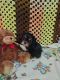 Cavalier King Charles Spaniel Puppies for sale in Cedar Point, KS 66843, USA. price: $800