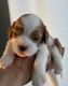 Cavalier King Charles Spaniel Puppies for sale in Las Vegas, NV 89128, USA. price: $3,000