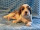 Cavalier King Charles Spaniel Puppies for sale in Las Vegas, NV 89128, USA. price: $3,000