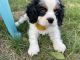Cavalier King Charles Spaniel Puppies for sale in Colorado Springs, CO, USA. price: $1,800