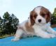 Cavalier King Charles Spaniel Puppies for sale in Kansas City, MO, USA. price: NA