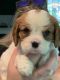 Cavalier King Charles Spaniel Puppies for sale in Fredericksburg, VA 22401, USA. price: $2,000