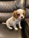 Cavalier King Charles Spaniel Puppies for sale in Los Angeles, CA, USA. price: $650