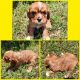 Cavalier King Charles Spaniel Puppies for sale in Columbus, KS 66725, USA. price: $600