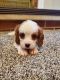 Cavalier King Charles Spaniel Puppies for sale in Auckland, New Zealand. price: $800