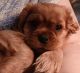 Cavalier King Charles Spaniel Puppies for sale in Commerce, GA, USA. price: $3,000