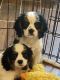 Cavalier King Charles Spaniel Puppies for sale in Crestview, FL, USA. price: $1,495
