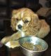 Cavalier King Charles Spaniel Puppies for sale in Hurt, VA 24563, USA. price: $2,000