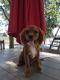 Cavalier King Charles Spaniel Puppies for sale in Spencerville, IN 46788, USA. price: NA