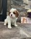 Cavalier King Charles Spaniel Puppies for sale in Houston, AR 72070, USA. price: NA