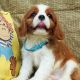 Cavalier King Charles Spaniel Puppies for sale in San Francisco, CA, USA. price: $1,000