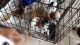 Cavalier King Charles Spaniel Puppies for sale in King and Queen Court House, VA, USA. price: NA