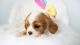 Cavalier King Charles Spaniel Puppies for sale in Cumming, GA, USA. price: $2,500