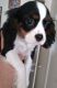 Cavalier King Charles Spaniel Puppies for sale in Colorado Springs, CO, USA. price: $1,850