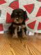 Cavalier King Charles Spaniel Puppies for sale in Fayetteville, TN 37334, USA. price: $2,500