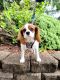 Cavalier King Charles Spaniel Puppies for sale in Auburn, WA 98002, USA. price: $4,500