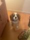 Cavalier King Charles Spaniel Puppies for sale in Sylmar, Los Angeles, CA, USA. price: NA